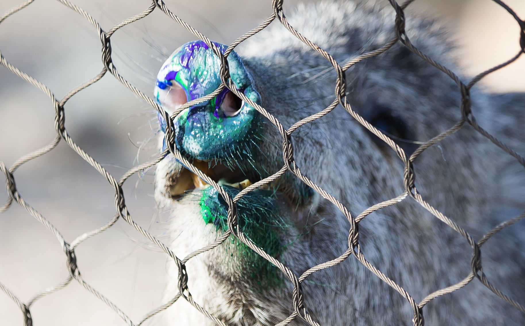 Animal enrichment